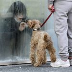 a-japanese-girl-placed-in-isolation-for-radiation-screening-looks-at-her-dog-through-the-window