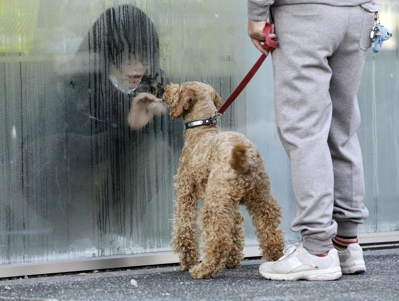 a-japanese-girl-placed-in-isolation-for-radiation-screening-looks-at-her-dog-through-the-window