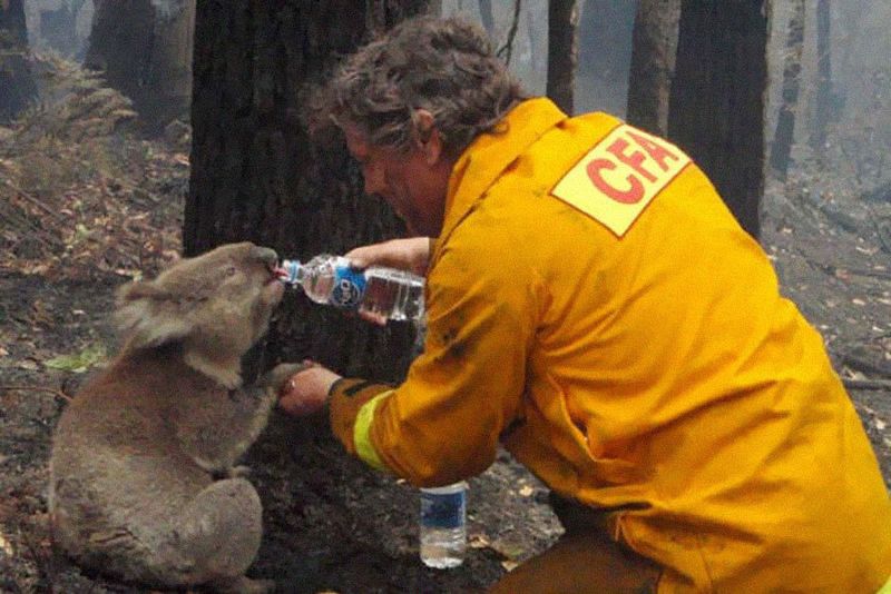 a-koala-is-fed-water-by-a-firefighter-during-the-black-saturday-bushfires-in-australia-2009