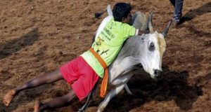 तमिलनाडु में जल्लीकट्टू खेल के दौरान तीन लोगो की मौत, 25 लोगो के घायल होने की खबर