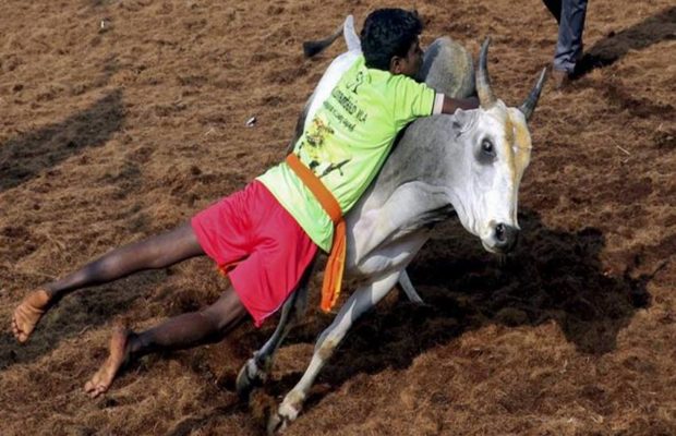 तमिलनाडु में जल्लीकट्टू खेल के दौरान तीन लोगो की मौत, 25 लोगो के घायल होने की खबर