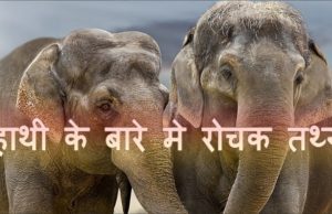 Facts About Elephant - जानिए! हाथी के बारे में 30 मजेदार तथ्य और जानकारी