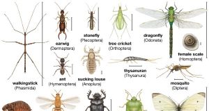 कीड़ों के बारे में 20 मज़ेदार रोचक जानकारी और तथ्य