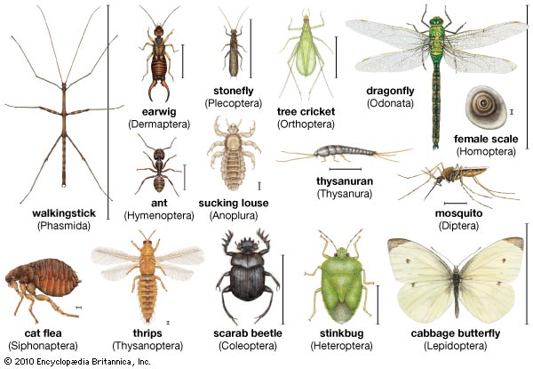 कीड़ों के बारे में 20 मज़ेदार रोचक जानकारी और तथ्य
