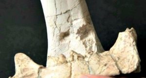 चीन में मिले एक लाख 15 हजार साल पुराने हड्डियों से बने औजार