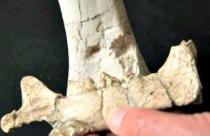 चीन में मिले एक लाख 15 हजार साल पुराने हड्डियों से बने औजार