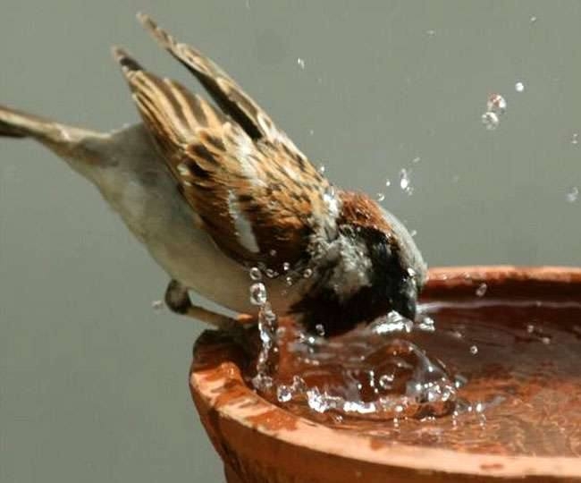 World Sparrow Day विश्व गौरैया दिवस
