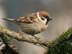 (चिड़िया) गौरैया से जुड़े रोचक तथ्य, facts about sparrow in hindi, Chidiya ke bare jankari, विश्व गौरैया दिवस day/date, photos | Gauraiya Chidiya Facts in Hindi | World sparrow Day Details in Hindi