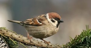 (चिड़िया) गौरैया से जुड़े रोचक तथ्य, facts about sparrow in hindi, Chidiya ke bare jankari, विश्व गौरैया दिवस day/date, photos | Gauraiya Chidiya Facts in Hindi | World sparrow Day Details in Hindi