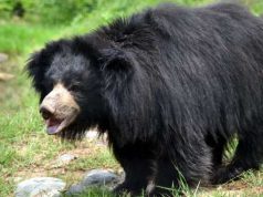 आईए जानते है! भालू के बारे कुछ रोचक बाते और तथ्यों के बारे में