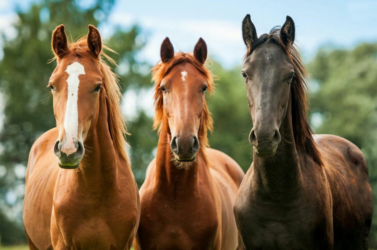 Horse Hindi Name