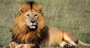 शेर से जुड़े 15 रोचक तथ्य और जानकारियाँ