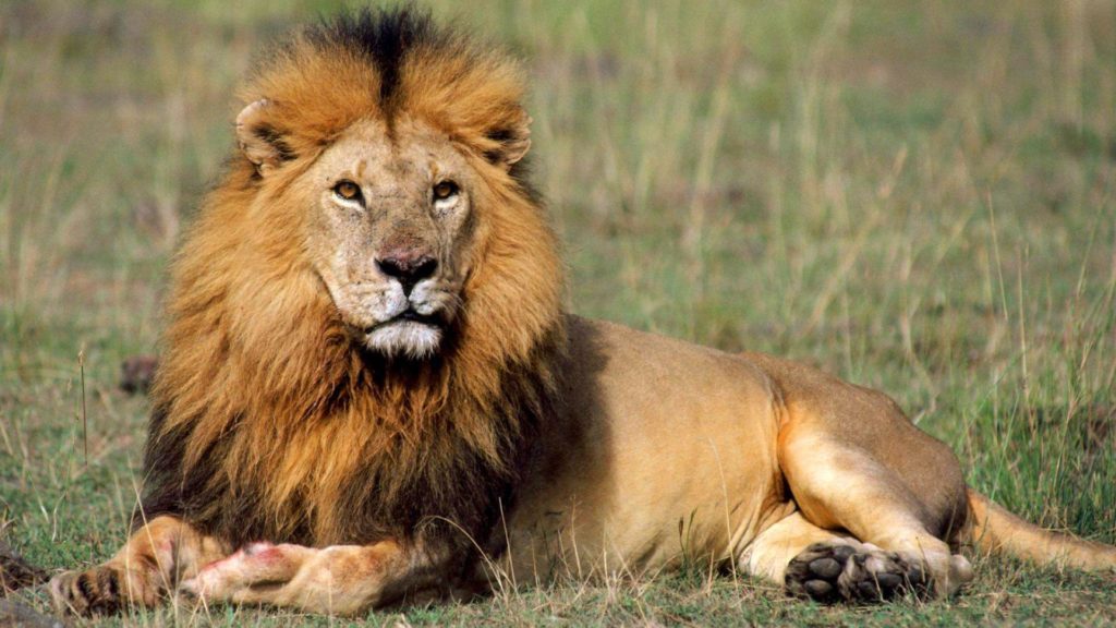 what is lion in hindi