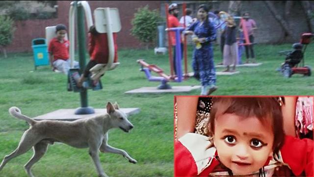 पार्क में खेलने गए डेढ़ साल के मासूम की कुत्तों ने नोच-नोच कर की हत्या 