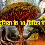 10 विचित्र और पुराने पेड़ों