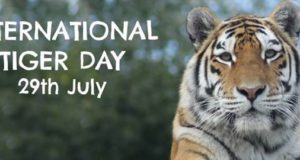 अंतर्राष्ट्रीय टाइगर दिवस 2023 स्पीच निबंध भाषण कविता शायरी मैसेज Tiger Day Whatsapp Status In Hindi Images International Tiger Day Quotes, Sms, Shayari Nibandh