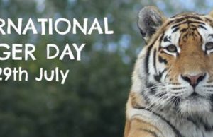 अंतर्राष्ट्रीय टाइगर दिवस 2023 स्पीच निबंध भाषण कविता शायरी मैसेज Tiger Day Whatsapp Status In Hindi Images International Tiger Day Quotes, Sms, Shayari Nibandh