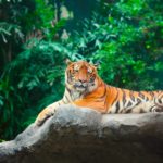 International Tiger Day Slogans in Hindi | अंतर्राष्ट्रीय टाइगर दिवस पर स्लोगन