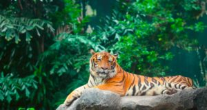 Best Collection International Tiger Day Slogans in Hindi & English "Save Our Tigers, Save Our Pride" अंतर्राष्ट्रीय (इंटरनेशनल) टाइगर दिवस पर स्लोगन इन हिंदी