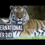 international tiger day slogans