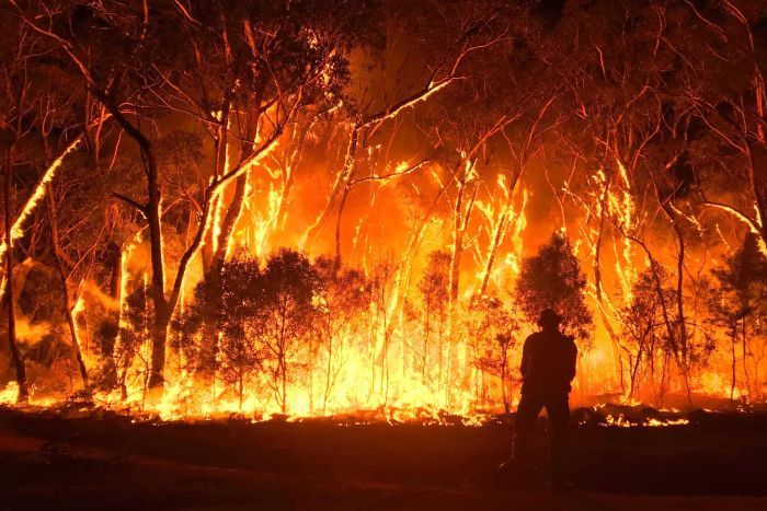 ऑस्ट्रेलिया: जंगल में लगी भीषण आग से 50 करोड़ के करीब जानवरों की मौत, Photo देख निकल आएंगे आंसू