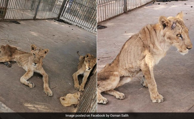कुपोषित हुआ जंगल का राजा शेर, सोशल मीडिया पर वायरल हुई Photo, मरने की कगार पर पहुंचा