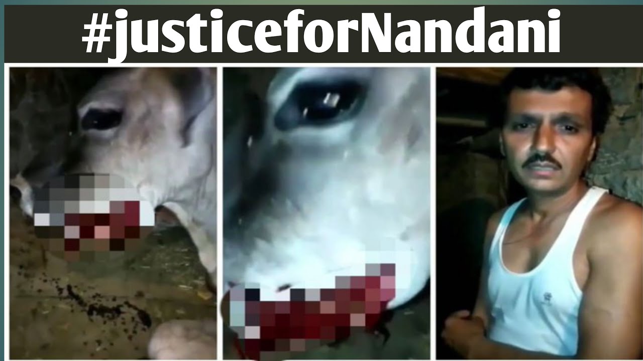 Justice for Nandini Pregnant Cow Jaw Blown Off In Himachal, हिमाचल में गर्भवती गया को आटे की गेंद में विस्फोटक भर कर खिलाया जिससे गाय का जबड़ा उड़ गया