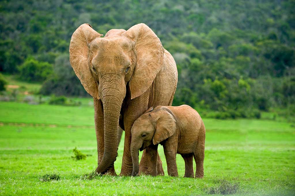 Elephant Poem in Hindi for School & Colleges, हाथी पर कविता, गजराज कविता, एलिफेंट पोएम, इस आर्टिकल में हाथी पर एक बेहतरीन कविता दी गयी है, Elephant Facts in Hindi