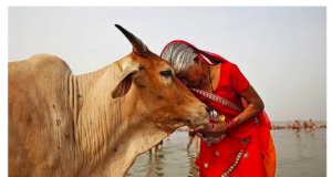 Best Gau Mata Shayari, Status, Quotes in Hindi, गौ माता शायरी, गाय पर शायरी, गाय संरक्षण पर मराठी शायरी, Slogan on Mother Cow for Whatsapp Facebook with HD Images,