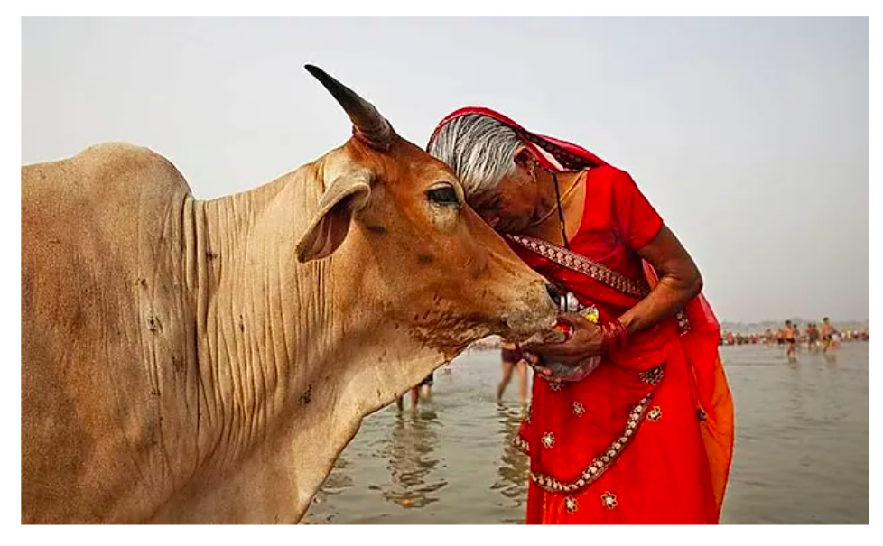 Best Gau Mata Shayari, Status, Quotes in Hindi, गौ माता शायरी, गाय पर शायरी, गाय संरक्षण पर मराठी शायरी, Slogan on Mother Cow for Whatsapp Facebook with HD Images,