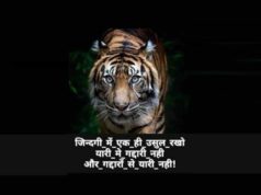 Best Collection of Tiger Shayari Status Quotes in Hindi for Whatsapp Facebook Instagram and TikTok with HD Images, टाइगर शायरी, बाघ शायरी, शेर शायरी, Tiger Facts