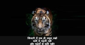 Best Collection of Tiger Shayari Status Quotes in Hindi for Whatsapp Facebook Instagram and TikTok with HD Images, टाइगर शायरी, बाघ शायरी, शेर शायरी, Tiger Facts