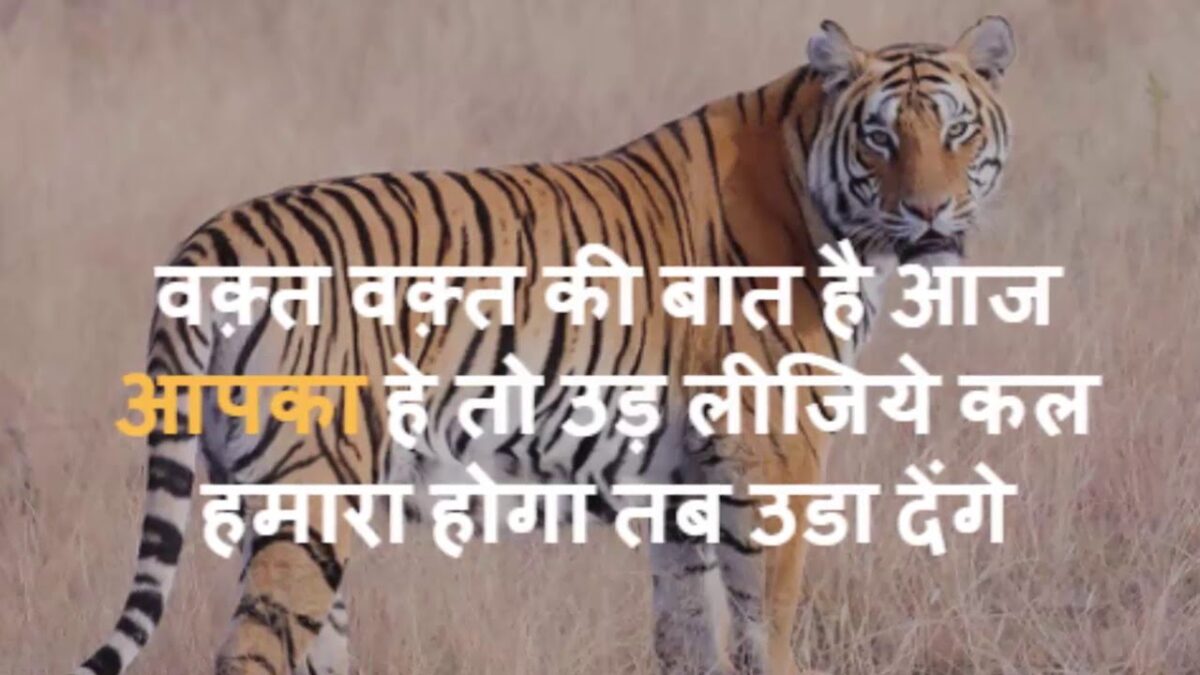 Tiger Shayari Status Quotes in Hindi - टाइगर शायरी, बाघ शायरी