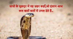 Snake Shayari Status Quotes Image in Hindi & English for Nag Panchami and Whatsapp, Nag Shayari Status Quotes, Aasteen Ke Saanp Shayari, आस्तीन का सांप शायरी sस्टेटस