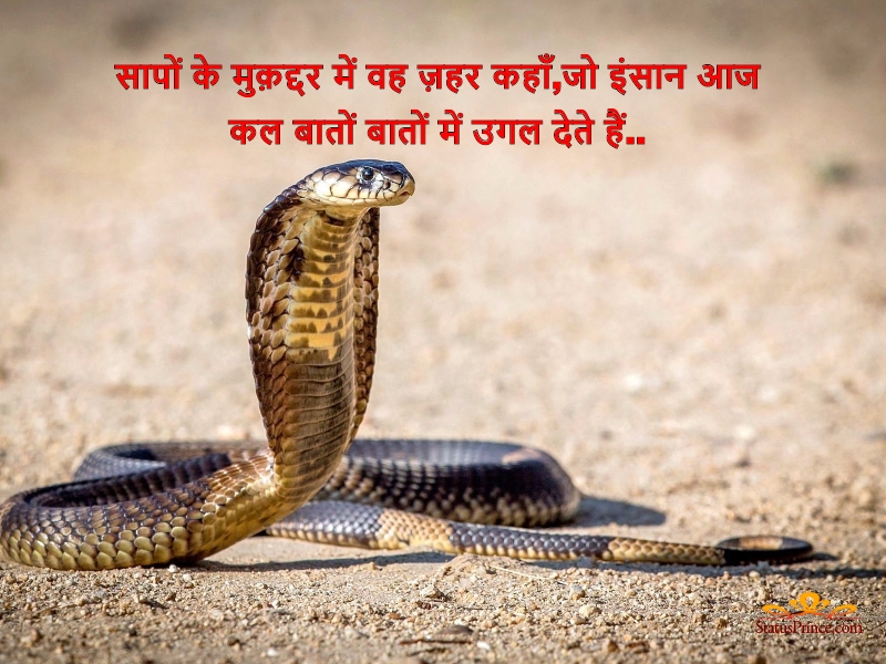 Snake Shayari Status Quotes Image in Hindi & English for Nag Panchami and Whatsapp, Nag Shayari Status Quotes, Aasteen Ke Saanp Shayari, आस्तीन का सांप शायरी sस्टेटस