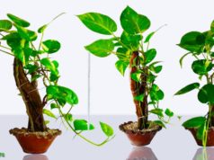 Most Fascinating Facts About Money Plants in Hindi, How Does a Money Plant Determine the Future of Money at Home?, मनी प्लांट कैसे तय करता है घर में धन का भविष्य?