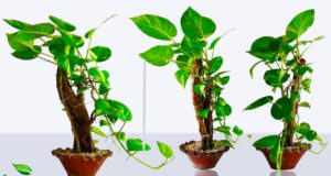 Most Fascinating Facts About Money Plants in Hindi, How Does a Money Plant Determine the Future of Money at Home?, मनी प्लांट कैसे तय करता है घर में धन का भविष्य?