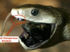 Top 6 Most Dangerous Snakes in India, Bharat Ke 6 Sabse Ghatak or Zehreele Saap, भारत के 6 सबसे घातक और जहरीले सांप, India's 6 Deadliest and Poisonous Snakes in Hindi