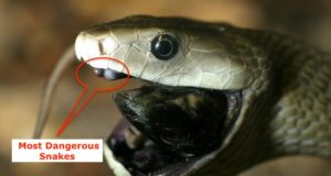 Top 6 Most Dangerous Snakes in India, Bharat Ke 6 Sabse Ghatak or Zehreele Saap, भारत के 6 सबसे घातक और जहरीले सांप, India's 6 Deadliest and Poisonous Snakes in Hindi