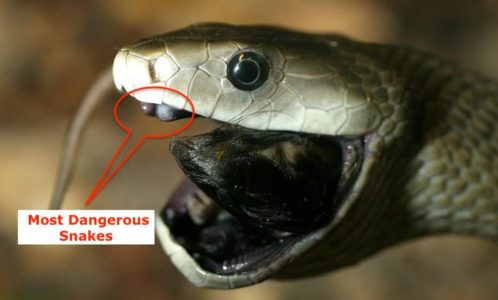 Top 6 Most Dangerous Snakes in India, Bharat Ke 6 Sabse Ghatak or Zehreele Saap, भारत के 6 सबसे घातक और जहरीले सांप, India's 6 Deadliest and Poisonous Snakes in Hindi