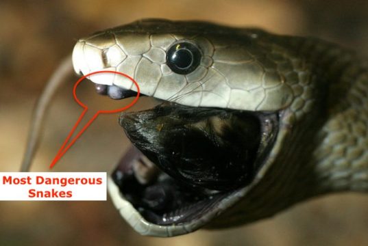 Top 6 Most Dangerous Snakes in India, Bharat Ke 6 Sabse Ghatak or Zehreele Saap, भारत के 6 सबसे घातक और जहरीले सांप, India's 6 Deadliest and Poisonous Snakes in Hindi