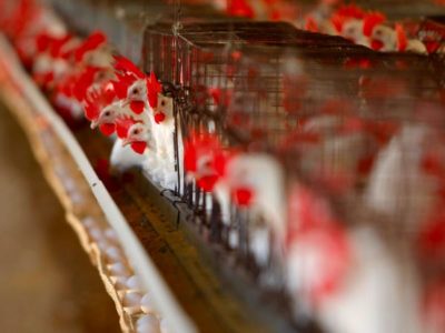 Egg and Chicken Prices-News in Hindi Due to bird flu, eggs and Chicken cost so much, can you eat? | लुढ़कने लगीं अंडे एवं चिकन की कीमतें, पंजाब में 4 दिन मेें 80 रुपये प्रति सैकड़ा की गिरावट