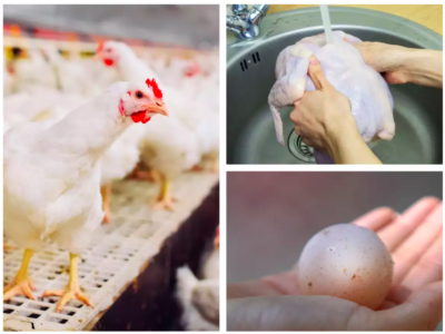 kya Chicken Aur Anda khane Se Ho Sakta Hai Bird Flu ? | Can eating chicken curry and eggs cause bird flu | क्या चिकन और अंडा खाने से हो सकता है Bird Flu ?