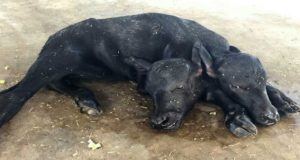 Buffalo Gave Birth To a Two-Headed Heifer Sensation Spread Across the Region Latest News in Hindi | भैस ने दिया दो सिर वाले बछिया को जन्म, पूरे क्षेत्र में फैली सनसनी