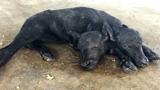 Buffalo Gave Birth To a Two-Headed Heifer Sensation Spread Across the Region Latest News in Hindi | भैस ने दिया दो सिर वाले बछिया को जन्म, पूरे क्षेत्र में फैली सनसनी
