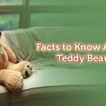 Teddy Day Facts in Hindi