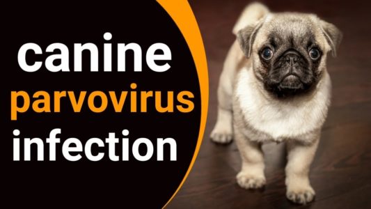 What is Parvo Virus in Hindi - So much death due to this dangerous virus in UP, blood vomits right after death! | यह वायरस छोटे जानवरों के लिए भी खतरनाक है ? पार्वो वायरस कितना घातक है ?