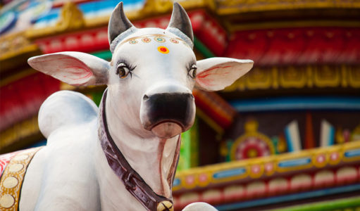Meri Gaia, गाय (Gaay) के ऊपर कविता | Cow Poem in Hindi, Meri Gaiya Aati Hai, हमारे पास आपके लिए गाय के ऊपर कविता है जो आपको काफी पसंद आने वाली हैं।