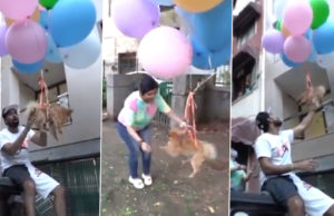 Delhi Youtuber Gaurav Sharma (Gauravzone) Arrested For Flying Dog With Hydrogen Balloon Animal Cruelty Case Filed News in Hindi, दिल्ली के यूट्यूबर गौरव शर्मा (गौरवज़ोन) कुत्ते को हाइड्रोजन बैलून से उड़ाने के आरोप में गिरफ्तार, पशु क्रूरता का मामला दर्ज