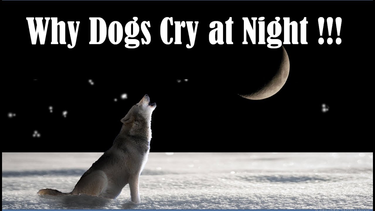 Do You Know Why Dogs Cry At Night Theories Behind Dogs Howl Explain in Hindi, कभी सोचा है, रात में घर के बाहर कुत्ते क्‍यों रोते रहते हैं? इसके पीछे क्या कारण है ? जाने विस्तार में !